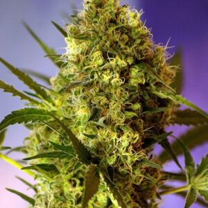 Big Devil Auto – 3 ks fem. a samonakvétací semínka Sweet Seeds