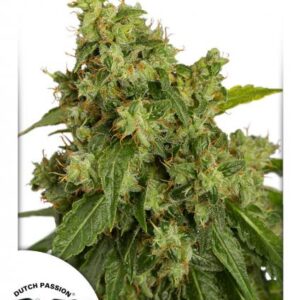 Auto Xtreme®- samonakvétací semena 7 ks Dutch Passion