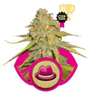 O.G. Kush - feminizovaná semínka 3 ks Royal Queen Seeds