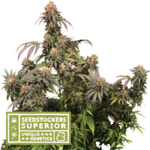 Mandarin Panties - feminizovaná semena konopí 5 ks Seedstockers Superior