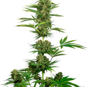 Satin Black Domina CBD - feminizovaná semena 10 ks, Sensi Seeds