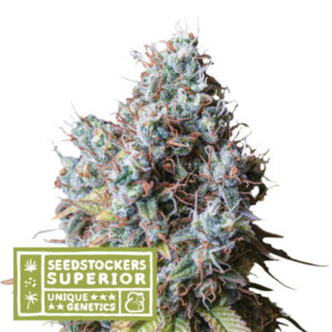 Rucu Cucu OG - feminizovaná semena konopí 25 ks, Seedstockers Superior