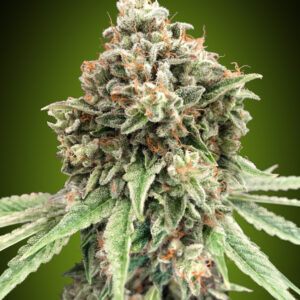 Sweet Critical Fast version - feminizovaná semena marihuany, 5ks 00 Seeds