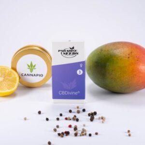 CBDivine - feminizovaná semínka 3ks Paradise Seeds