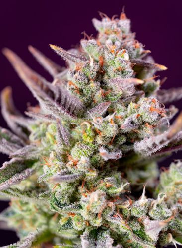 Sweet Zenzation XL Auto - feminizovaná semínka 5 ks Sweet Seeds