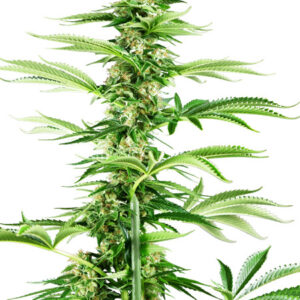 Honey Melon Haze - feminizovaná semínka konopí 3 ks, Sensi Seeds