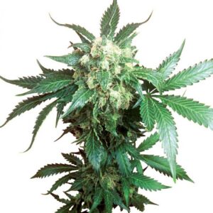 Black Domina - semínka 10 ks standardizovaná Sensi Seeds