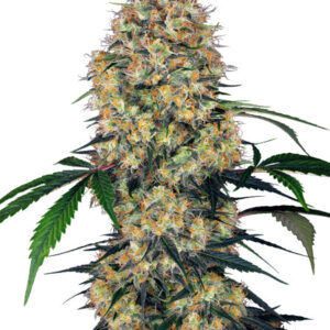 Sensi Amnesia XXL Automatic - samonakvétací semínka konopí 3 ks, Sensi Seeds