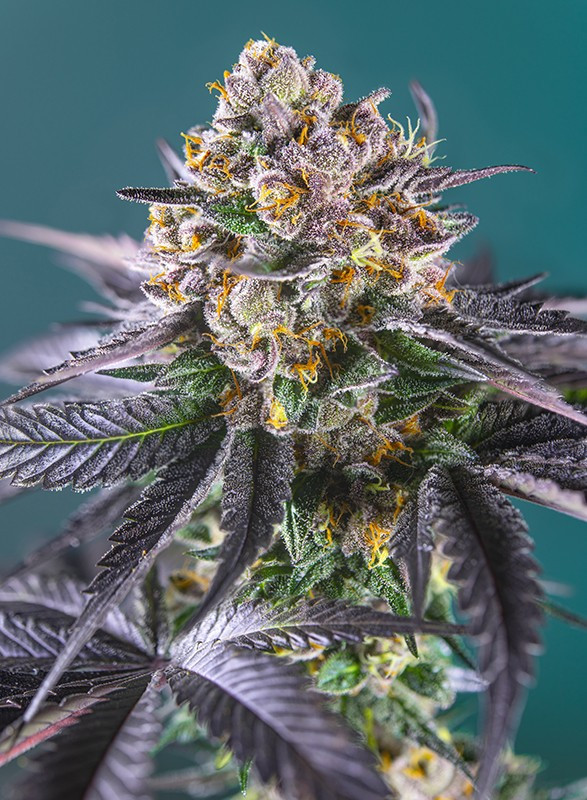 Red Strawberry Banana Auto - feminizovaná semínka 3 ks Sweet Seeds