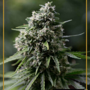 Critical + 2.0 - feminizované semena 3ks, Silent Seeds
