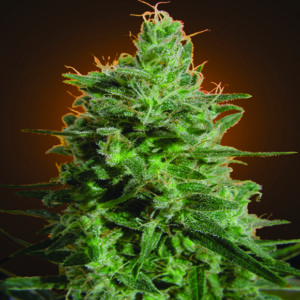 Delahaze - feminizovaná semínka 5 ks Paradise Seeds