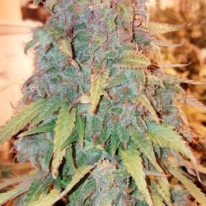 Think Big - fem. autoflowering semena 7 ks Dutch Passion