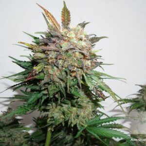 Auto Glueberry O.G.® - samonakvétací semínka 3 ks Dutch Passion