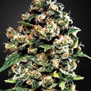 Jack Herer - feminizovaná semínka 5 ks Green House Seeds