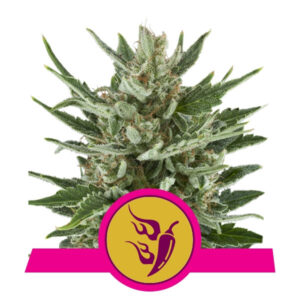 Speedy Chile Fast Version - feminizovaná semena 10 ks Royal Queen Seeds