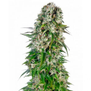 Big Bud Auto - 10 ks feminizované semena Sensi Seeds