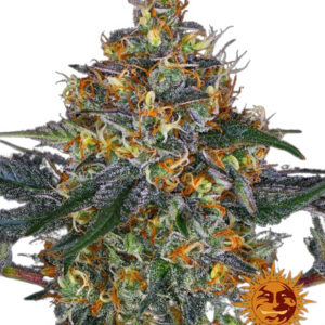 Moby Dick Auto - samonakvétací semínka 3 ks, Barney´s Farm