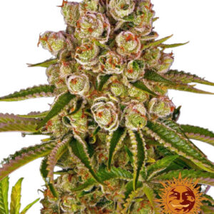 Kush Mintz - feminizovaná semínka 5 ks od Barney´s Farm