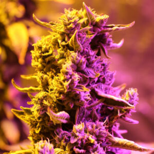 Doctor's Choice n.1 - autoflowering semena 10 ks, Doctor's Choice