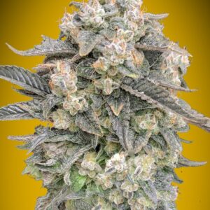 Mimosa Auto - samonakvétací semena marihuany, 3ks 00 Seeds