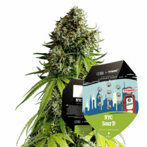NYC Sour D  - autoflowering 3ks - Royal Queen Seeds x Mike Tyson