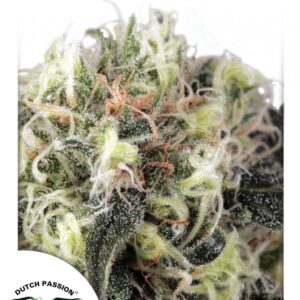 Snow Bud - feminizovaná semena 10 ks Dutch Passion