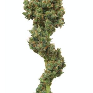 Euforia - standardizovaná semena 10 ks Dutch Passion
