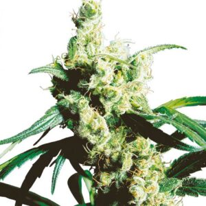 Silver Haze - semínka 10 ks standardizovaná Sensi Seeds