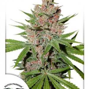 Passion Fruit®  - feminizovaná semínka 5 ks Dutch Passion