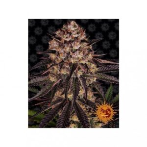 Biscotti Mintz - feminizovaná semínka 3 ks Barney´s Farm