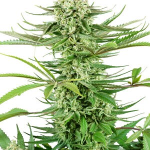 Cashew Kush - feminizovaná semínka konopí 3 ks, Sensi Seeds