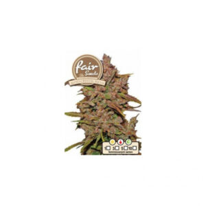 Auto Crystal Meth - samonakvétací semena marihuany 5 ks Fair Seeds