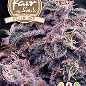 Auto Blueberry - samonakvétací semena 5 ks Fair Seeds