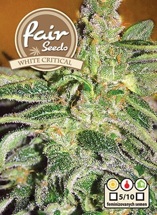White Critical - feminizovaná semena 5 ks Fair Seeds