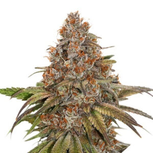 Blackberry Gum samonakvétací semena 5 ks Seedstockers