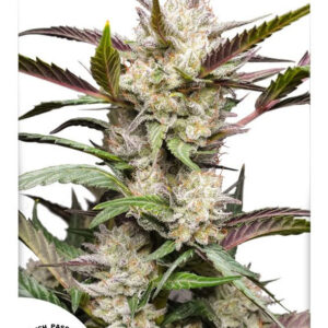 Mimosa Punch autoflower - feminizované semínka 7 Ks Dutch Passion