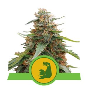 HulkBerry Automatic - samonakvétací semínka 3 ks Royal Queen Seeds