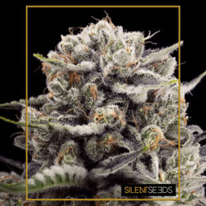 B-45 by BOOBA - feminizované semena 10ks, Silent Seeds