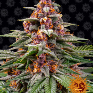 Runtz Auto - autoflowering semena marihuany 3 ks Barney´s Farm