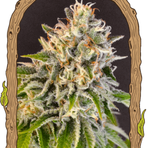 Exotic Biscotti - feminizovaná semena, 3 ks, Exotic Seeds