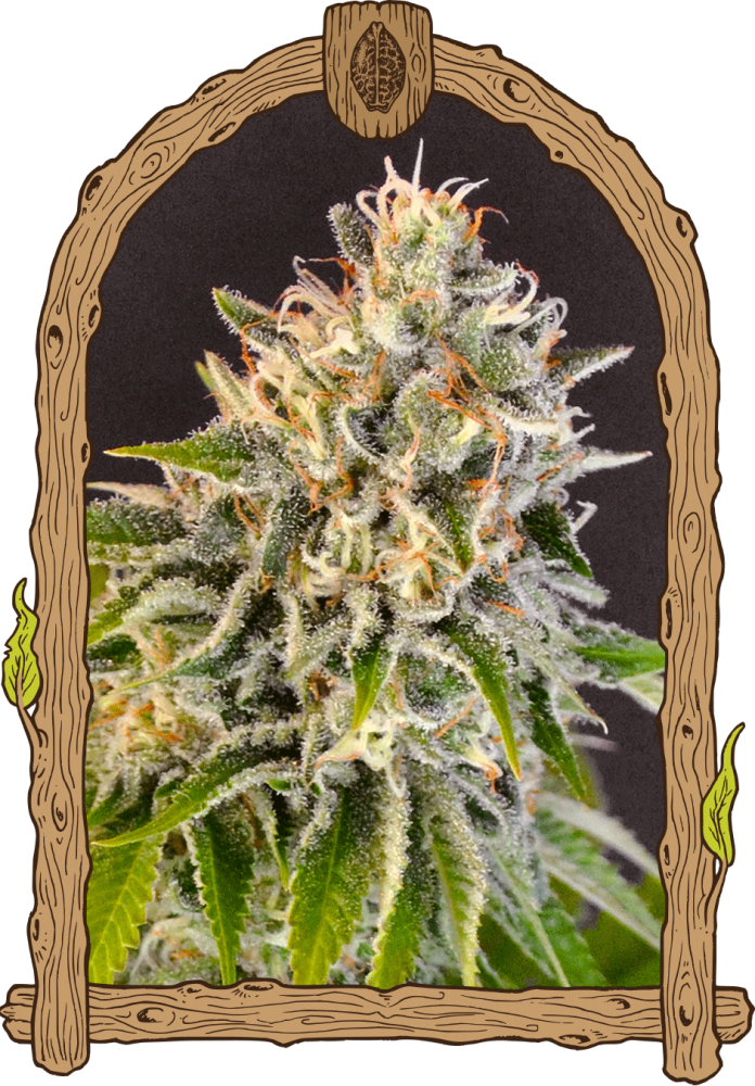 Exotic Biscotti - feminizovaná semena, 10 ks, Exotic Seeds