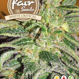 White Critical - feminizovaná semena 10 ks Fair Seeds