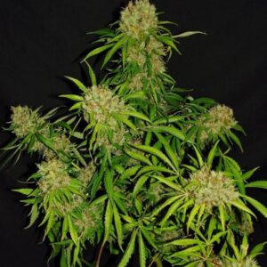 White Widow X The Ultimate®- standardizovaná semena 10 ks Dutch Passion