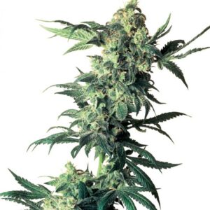 Northern Lights - semínka 10 ks standardizovaná Sensi Seeds