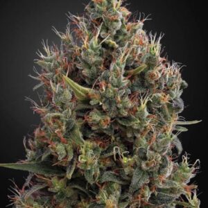 Big Bang Autoflowering -  samonakvétací semínka 3 ks Green House Seeds