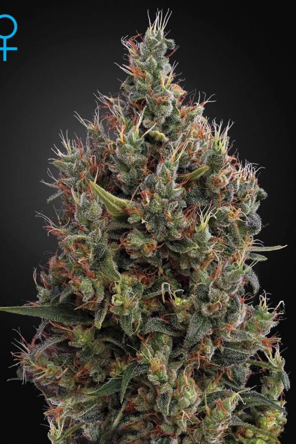 Big Bang Autoflowering - samonakvétací semínka 3 ks Green House Seeds