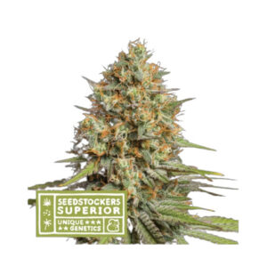 Triton Biscotto Lime Auto - autoflower semena konopí 5 ks, Seestockers