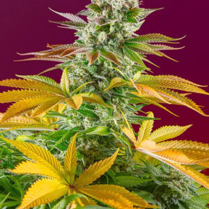 Gorilla Girl F1 FAST - feminizovaná semínka 5 ks  Sweet Seeds