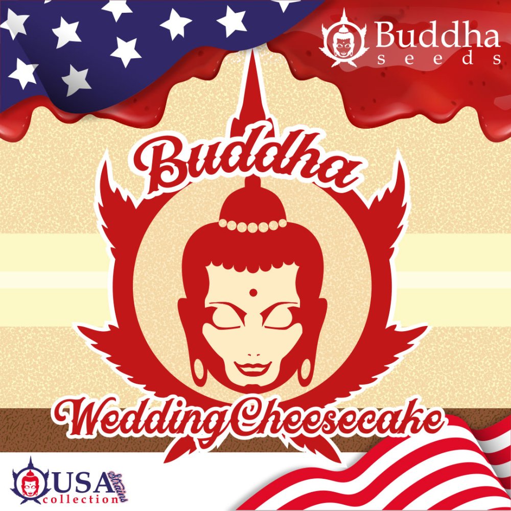 Buddha Wedding Cheesecake, 3 ks, Buddha Seeds