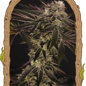 Purple Shot - feminizovaná semena, 5 ks, Exotic Seed